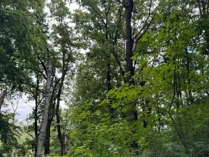 Prodej lesa, Radimovice, 7734 m2