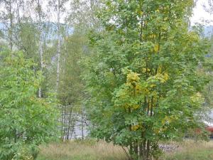 Prodej zahrady, Liberec, 1233 m2