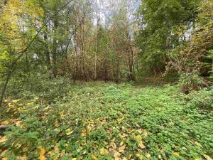 Prodej pozemku, Svijany, 4905 m2