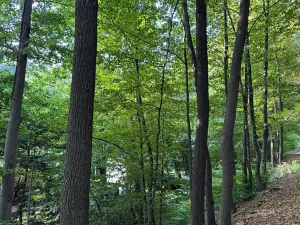 Prodej lesa, Háj ve Slezsku, 4689 m2