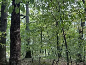 Prodej lesa, Háj ve Slezsku, 4689 m2