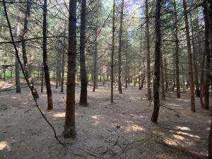 Prodej lesa, Lánov - Horní Lánov, 11269 m2