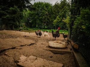 Prodej komerční nemovitosti, Sulice, Hlavní, 370 m2