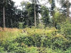 Prodej lesa, Vyskytná nad Jihlavou, 1283 m2