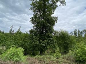 Prodej lesa, Blížejov - Lštění, 4481 m2