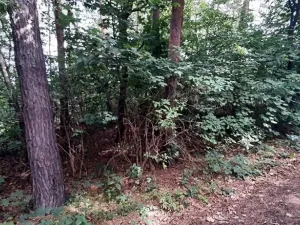 Prodej lesa, Mostkovice, 576 m2