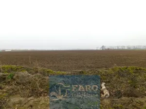 Prodej pole, Dyje, 8295 m2