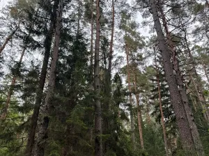 Prodej podílu lesa, Ledenice, 4462 m2