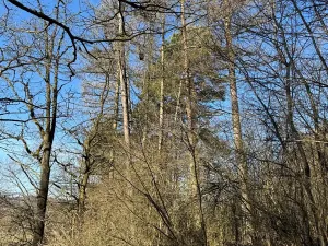 Prodej lesa, Mrákotín, 2434 m2