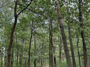 Prodej podílu lesa, Břehy, 2081 m2