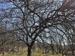 Prodej sadu/vinice, Velké Němčice, 3259 m2