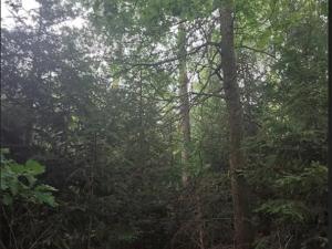 Prodej lesa, Mnich, 3111 m2