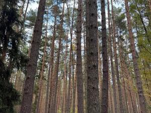 Prodej lesa, Čermná, 9742 m2