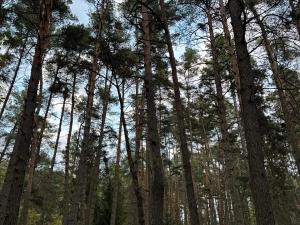 Prodej lesa, Čermná, 9742 m2