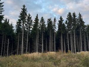 Prodej lesa, Čermná, 9742 m2