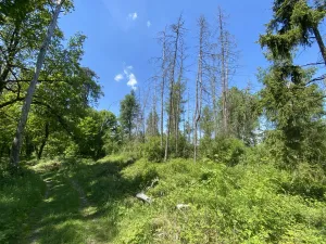 Prodej lesa, Kropáčova Vrutice - Sušno, 15167 m2