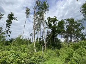 Prodej lesa, Blížejov - Lštění, 4481 m2