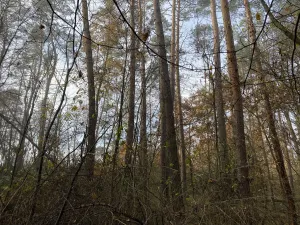 Prodej lesa, Chářovice, 617 m2