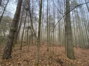 Prodej lesa, Chářovice, 4568 m2