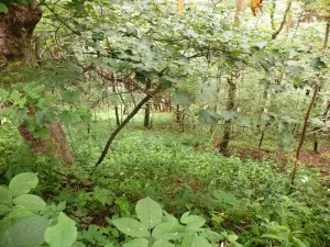 Prodej pozemku, Zlatá Olešnice, 792 m2