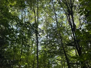 Prodej lesa, Boháňka, 3705 m2