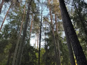 Prodej lesa, Velká Polom, 1538 m2