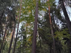 Prodej lesa, Velká Polom, 1538 m2