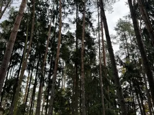 Prodej lesa, Chrášťany, 11900 m2