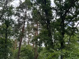 Prodej lesa, Bavorov, 10907 m2