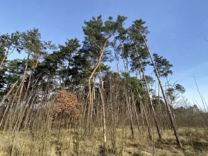 Prodej lesa, Kostelní Lhota, 9438 m2