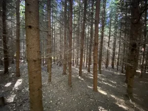 Prodej lesa, Lánov - Horní Lánov, 15278 m2