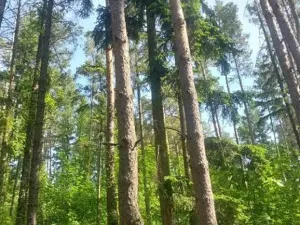 Prodej lesa, Kněždub, 671 m2