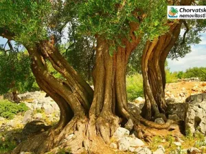 Prodej bytu 2+kk, Lun, Chorvatsko, 70 m2