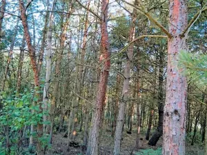 Prodej lesa, Budišov, 11874 m2