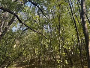 Prodej lesa, Jeníkovice, 12606 m2