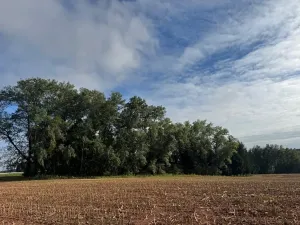 Prodej podílu lesa, Nová Paka, 2049 m2