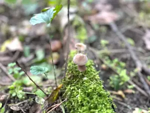 Prodej komerčního pozemku, Luštěnice, 9368 m2