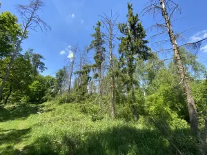 Prodej lesa, Kropáčova Vrutice - Sušno, 15167 m2