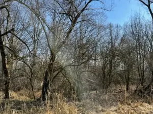 Prodej lesa, Jaroměř, 19276 m2