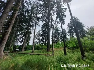 Prodej lesa, Třešť, 1987 m2