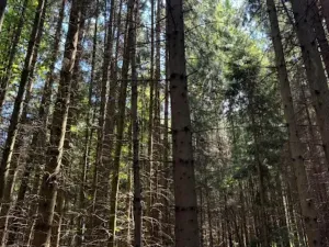 Prodej lesa, Ločenice, 11790 m2