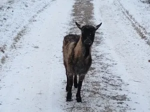 Prodej rodinného domu, Všeruby, 147 m2