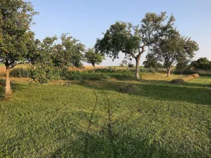 Prodej domu, Běchary, 686 m2