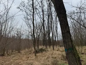 Prodej podílu lesa, Lesonice, 6189 m2