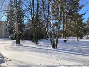 Pronájem bytu 2+1, Luštěnice, 53 m2