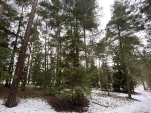 Prodej lesa, Veliny, 4517 m2