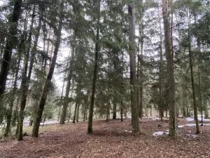 Prodej lesa, Veliny, 4517 m2