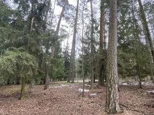 Prodej lesa, Veliny, 4517 m2