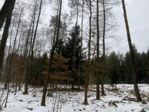 Prodej pozemku, Veliny, 1630 m2