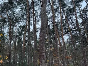 Prodej podílu lesa, Poříčany, 7349 m2